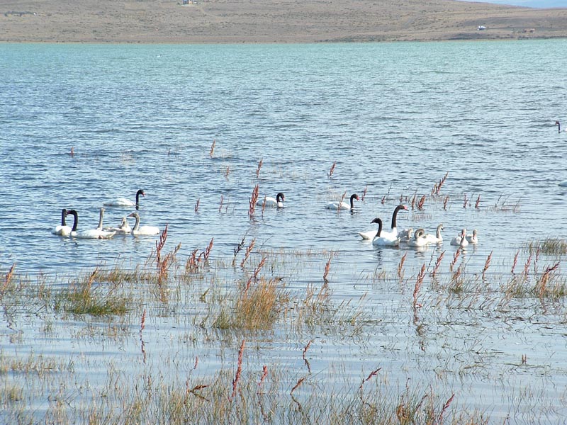 cigni a El Calafate