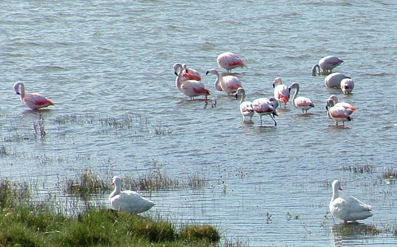 fenicotteri rosa a El Calafate