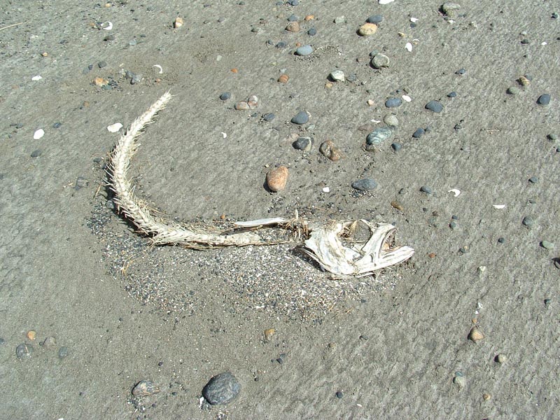 pesce in baia di San Sebastian