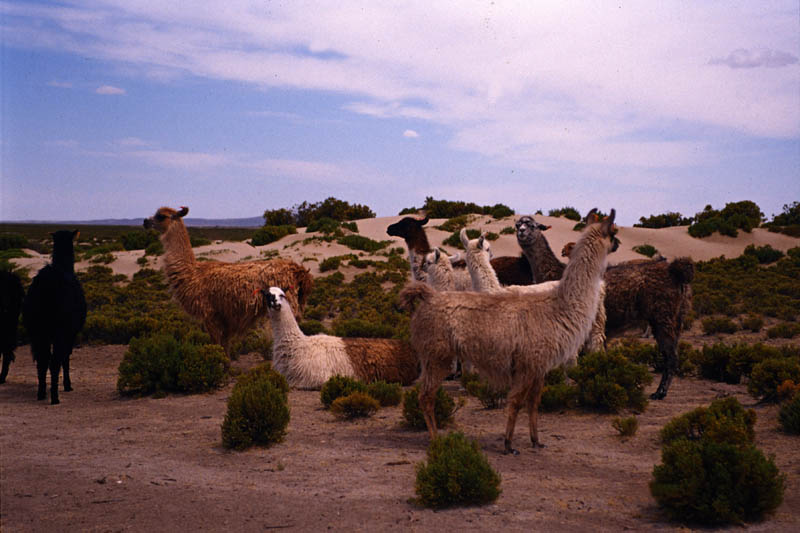 lama al pascolo_p1