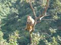 macaco su albero