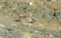 armadillo