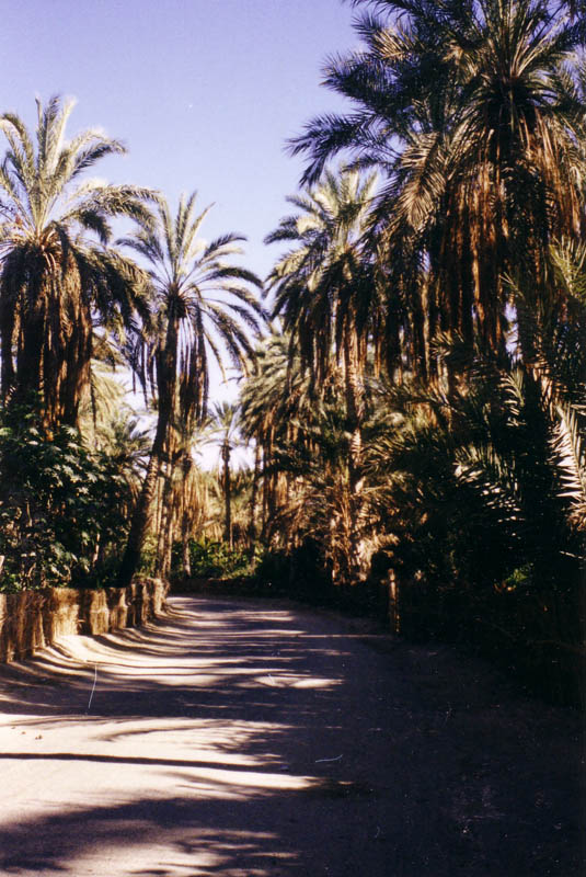 palmeto
